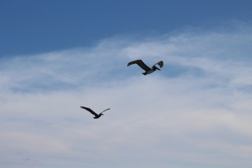 Two birds soaring in a blue sky with wispy clouds.