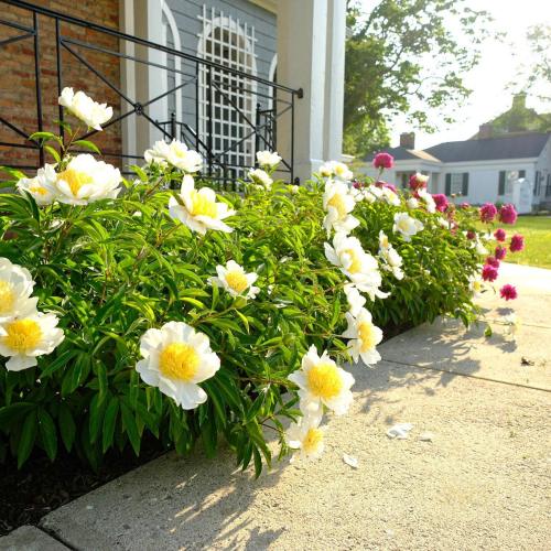 A vibrant flower bed with white peonies and pink blooms along a sidewalk, bathed in morning sunlight.