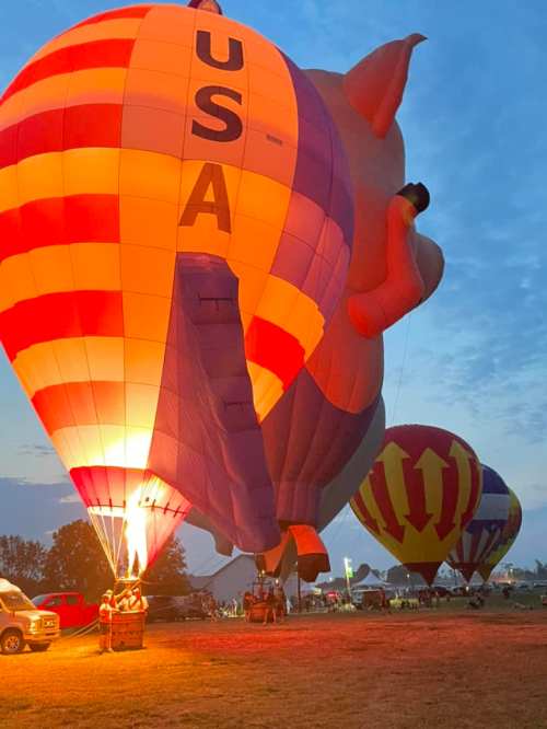 Colorful hot air balloons, including a pig-shaped one, inflate at dawn in a grassy field.