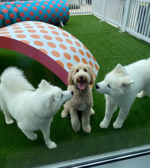 Three dogs play on green grass: a golden doodle with a big smile and two fluffy white Samoyeds.
