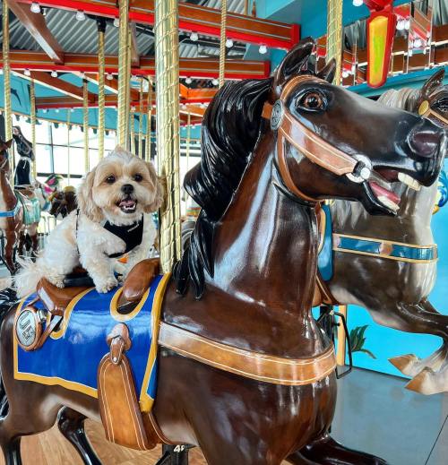 A small dog sits happily on a wooden carousel horse, surrounded by colorful decorations.