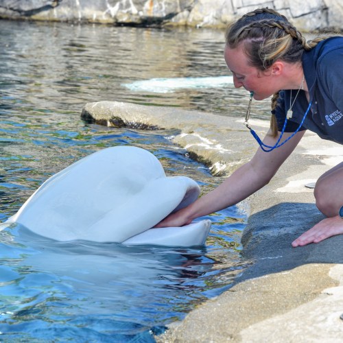 A trainer interacts with a beluga whale at the water's edge, gently touching its snout.