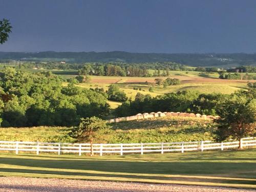 A scenic view of rolling green hills under a dark sky, with a white fence in the foreground and a vineyard in the distance.