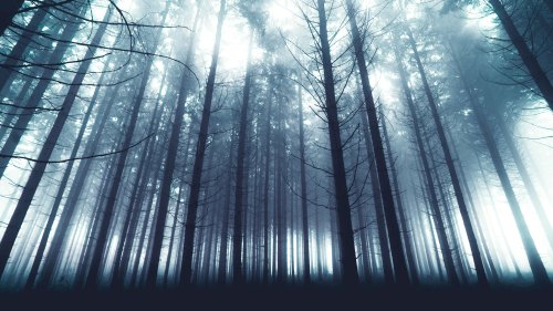 A misty forest with tall, dark trees shrouded in fog, creating a mysterious and ethereal atmosphere.