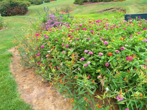 A vibrant flower bed filled with colorful blooms, including pink and orange flowers, in a lush green garden.