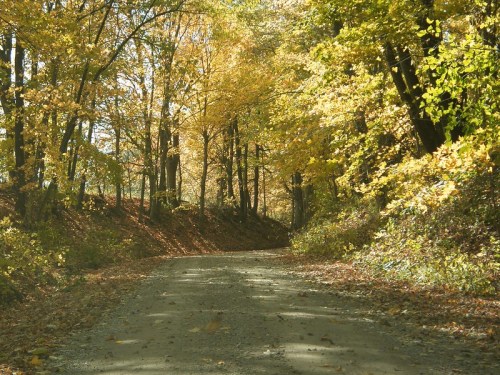 A dirt road lined with trees displaying vibrant autumn foliage under soft sunlight.