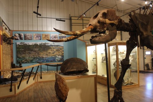 A museum exhibit featuring a large mammoth skeleton, a giant tortoise shell, and a mural of prehistoric landscapes.