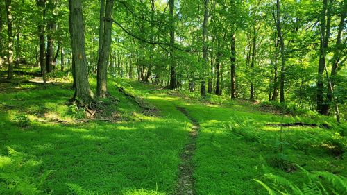 A serene forest path winding through lush green trees and ferns, illuminated by dappled sunlight.