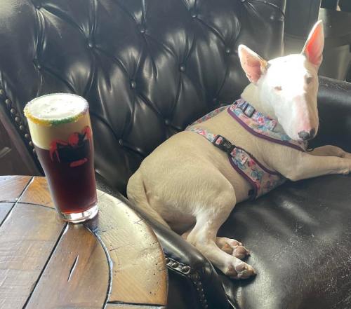 A white dog in a floral harness lounges on a chair next to a pint of dark beer on a wooden table.
