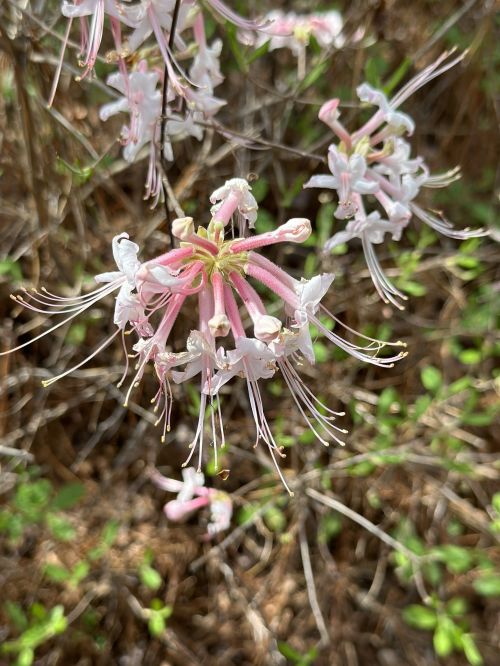 Close-up of delicate pink and white flowers with long stamens, surrounded by green foliage and dry branches.