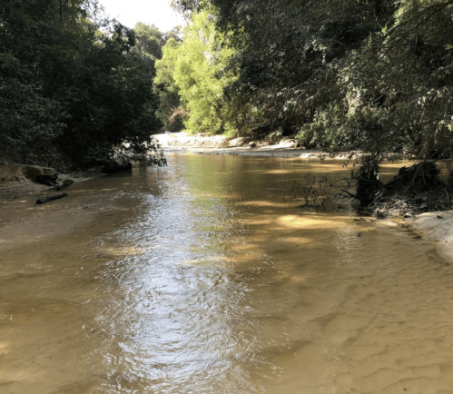 A serene river flows through a lush, green forest, with sunlight reflecting on the water's surface.
