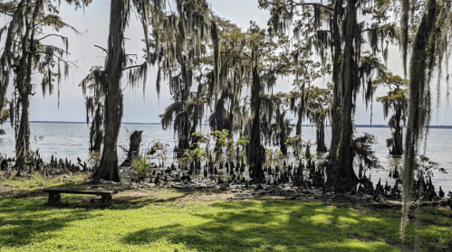 A serene lakeside scene with cypress trees draped in Spanish moss and a grassy area in the foreground.