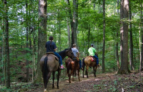 Three people riding horses through a lush green forest trail. Sunlight filters through the trees.