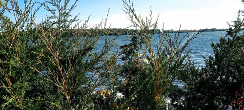 Lush greenery in the foreground with a serene lake and distant trees under a clear blue sky.