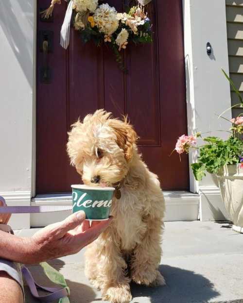 A fluffy dog curiously sniffs a cup held by a person in front of a decorated door with flowers.