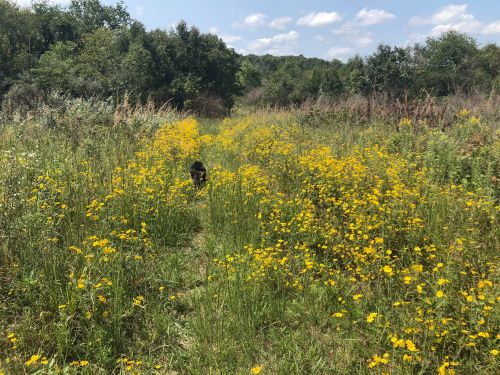 A dog walks through a field of bright yellow wildflowers under a blue sky with scattered clouds.