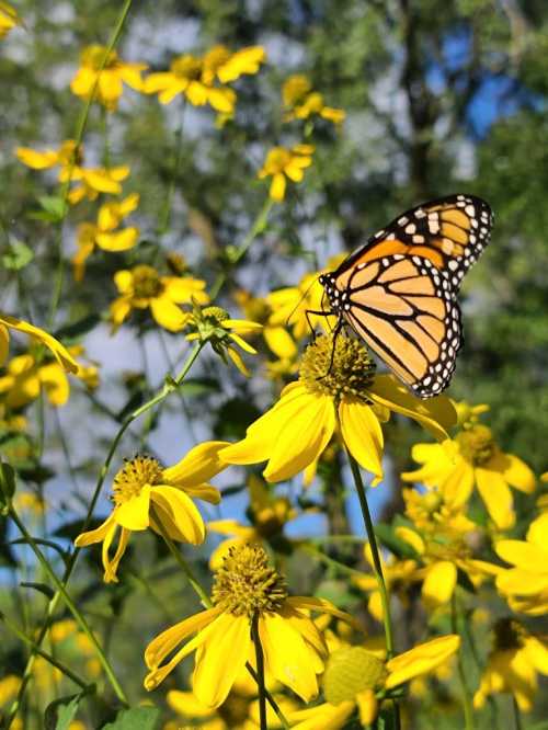 A monarch butterfly perched on vibrant yellow flowers in a sunny garden.