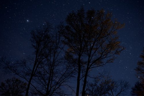 Silhouetted trees against a starry night sky, with twinkling stars and a deep blue backdrop.