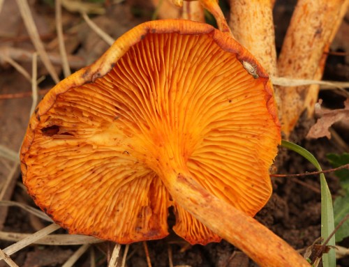 Close-up of an orange mushroom cap, showcasing its gills and textured surface, surrounded by grass and soil.