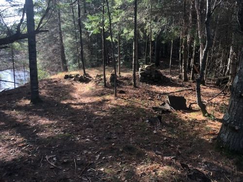 A forested area with scattered rocks and logs, sunlight filtering through the trees, near a body of water.