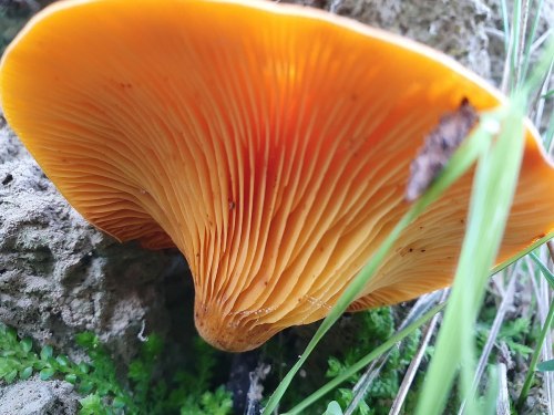 Close-up of a vibrant orange mushroom with ribbed gills, surrounded by green grass and rocky soil.