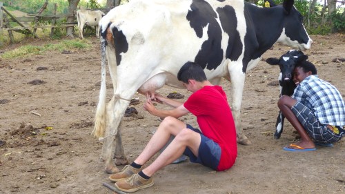 A person milks a cow while another sits nearby with a calf in a rural farm setting.
