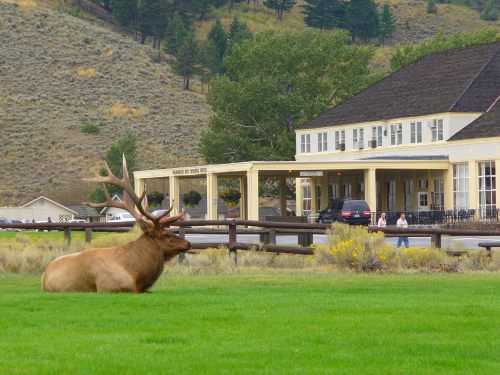 A large elk rests on green grass in front of a historic building, with trees and hills in the background.