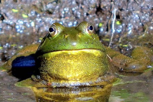 A close-up of a green frog partially submerged in water, with a textured skin and large, expressive eyes.