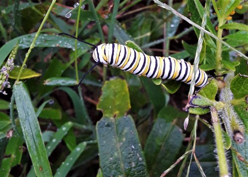 A close-up of a striped caterpillar resting on green leaves, surrounded by dew-covered foliage.