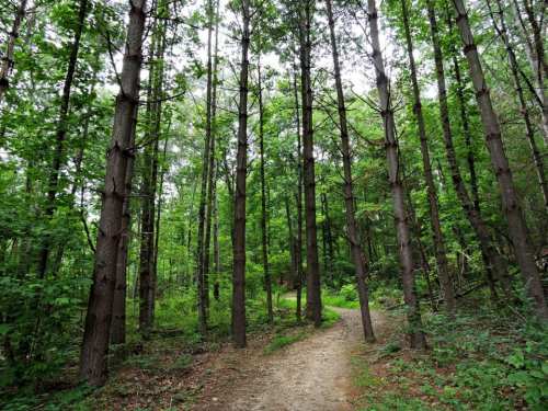 A serene forest path surrounded by tall green trees and lush foliage under a cloudy sky.