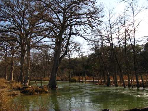 A serene river scene with tall, bare trees lining the banks and sunlight filtering through the branches.