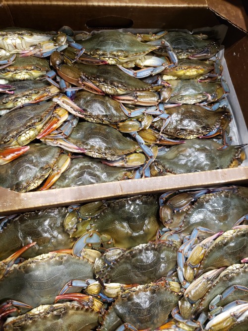 A box filled with numerous live crabs, showcasing their blue claws and greenish shells.