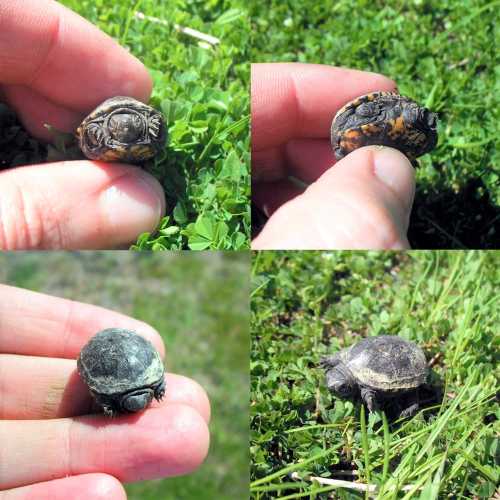 A small turtle being held in a hand, shown from different angles on green grass.