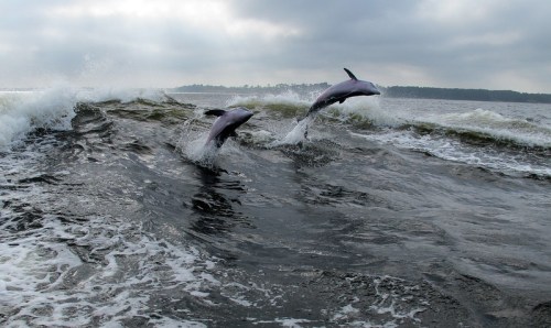 Two dolphins leap out of the ocean waves under a cloudy sky.