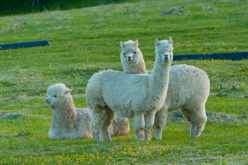 Three fluffy alpacas stand and sit in a grassy field dotted with yellow flowers.