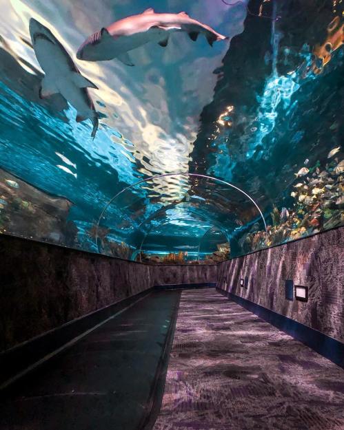 A tunnel aquarium with sharks swimming above, surrounded by colorful underwater scenery and soft lighting.