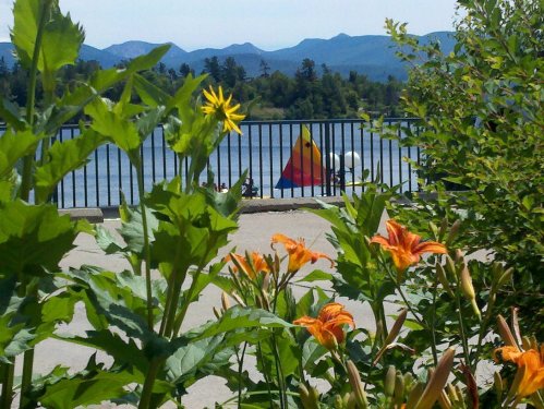 A view of a lake with colorful sailboats in the background, framed by vibrant flowers and greenery in the foreground.