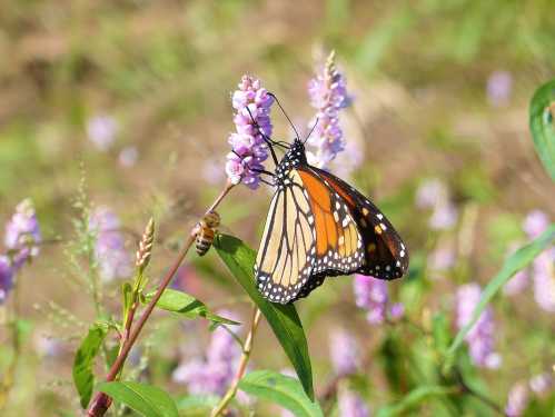 A monarch butterfly perched on purple flowers, with a bee nearby, in a vibrant natural setting.