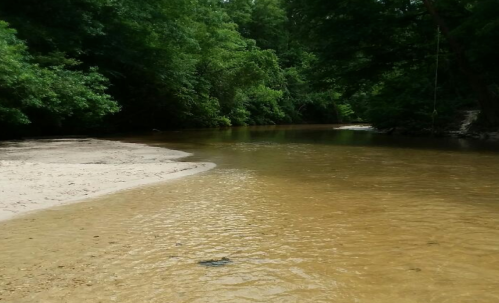 A serene riverbank with sandy shore and lush green trees lining the water's edge.