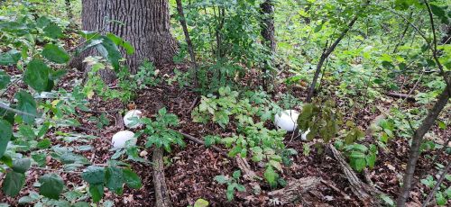 A forest scene with green foliage and two large white mushrooms partially hidden among the leaves and underbrush.