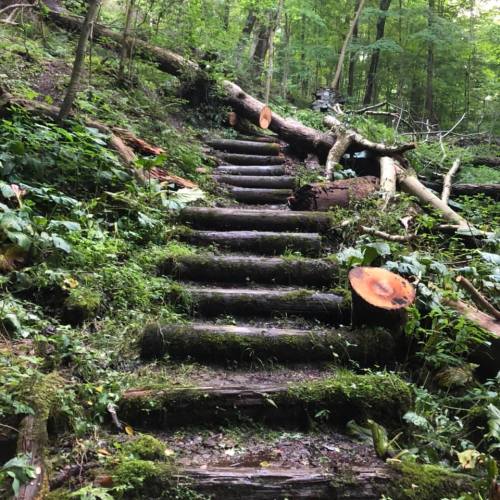 A moss-covered wooden staircase leads through a lush, green forest, with fallen logs and foliage surrounding it.