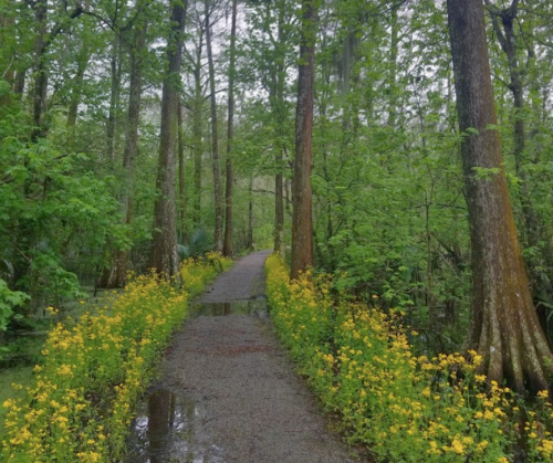 A serene forest path lined with vibrant yellow flowers and lush green trees, reflecting a peaceful natural setting.