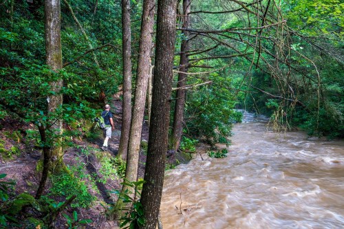 A person stands by a rushing river surrounded by lush green trees and foliage in a serene natural setting.