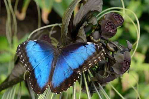 A vibrant blue butterfly perched on dark, curled flowers in a lush green setting.