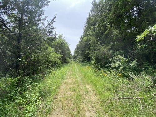 A narrow dirt path surrounded by lush greenery and trees, leading into a forested area under a cloudy sky.