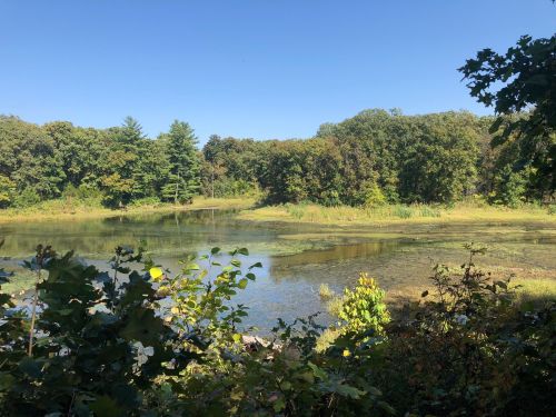 A serene landscape featuring a calm pond surrounded by lush greenery and trees under a clear blue sky.