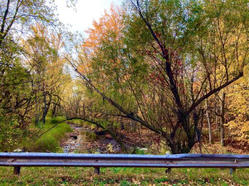 A serene stream flows through a colorful forest with autumn leaves, framed by trees and a roadside barrier.