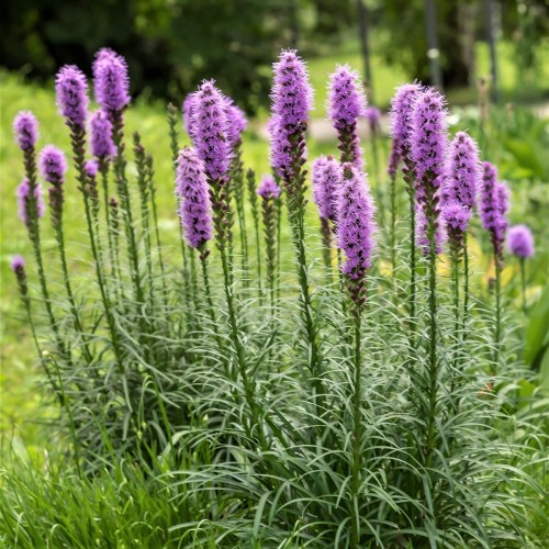 A cluster of tall, purple flowers with slender green stems in a lush garden setting.