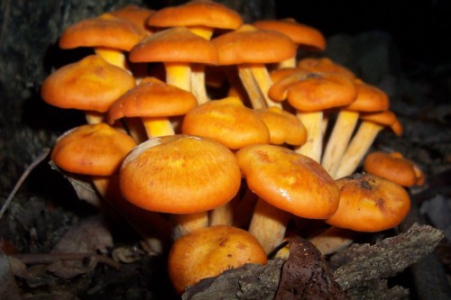 A cluster of bright orange mushrooms growing on the forest floor, surrounded by dark soil and leaves.