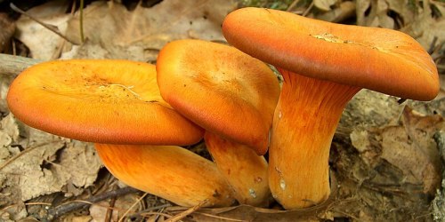 Three vibrant orange mushrooms growing among dry leaves on the forest floor.